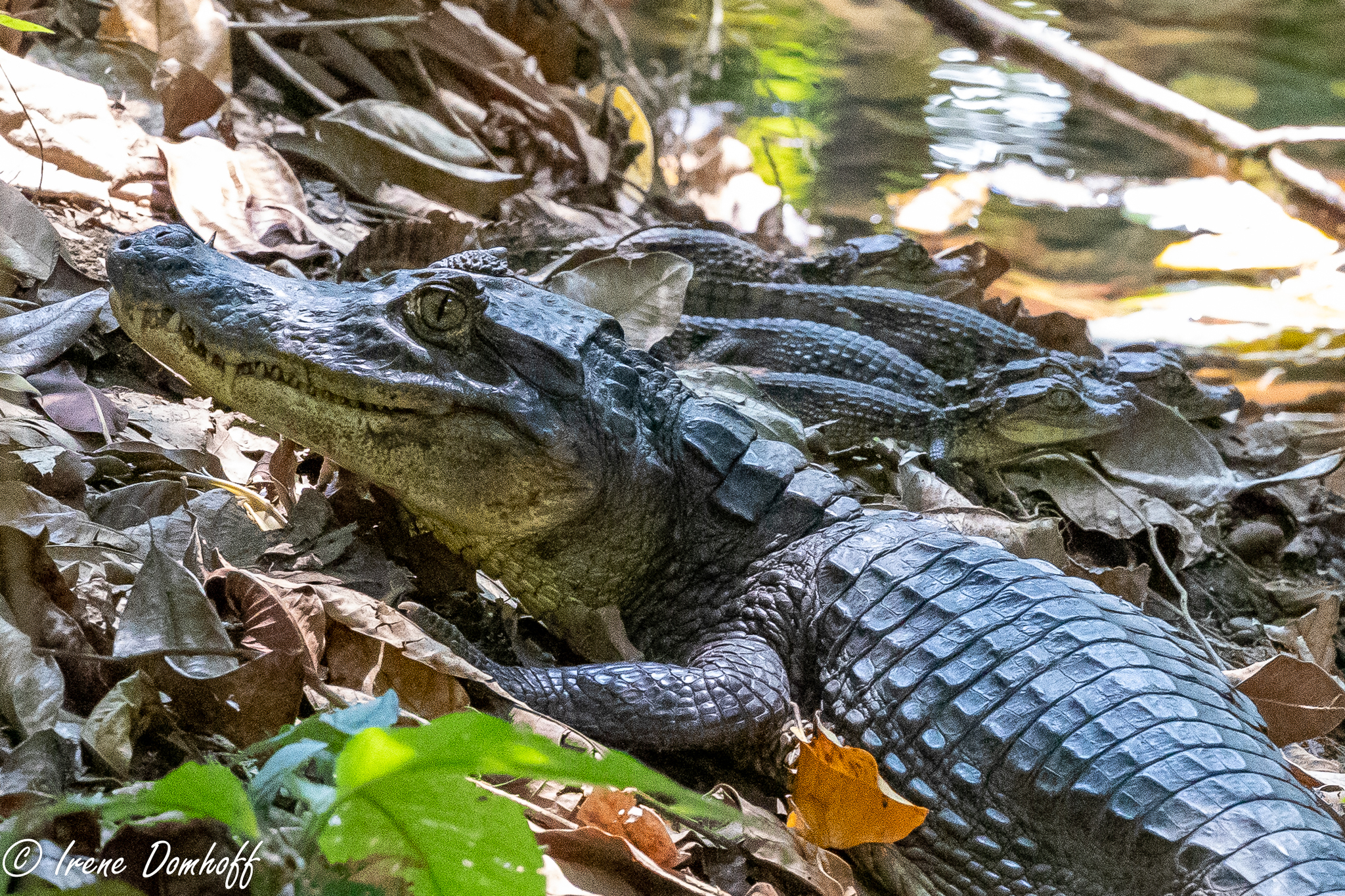 caiman crocodiles