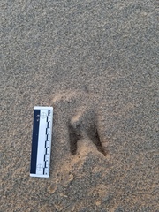 Odocoileus hemionus californicus