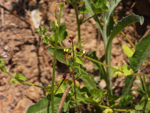 Cleome violacea