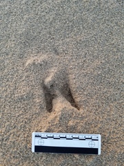 Odocoileus hemionus californicus