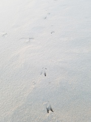 Odocoileus hemionus californicus