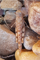 Sphingonotus erythropterus