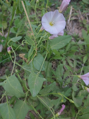 field bindweed