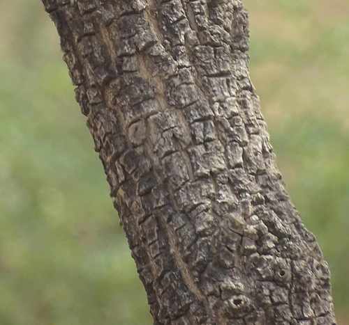 Shea Tree