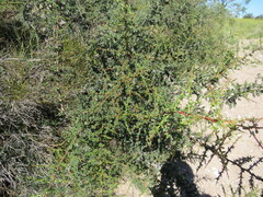 Condalia microphylla