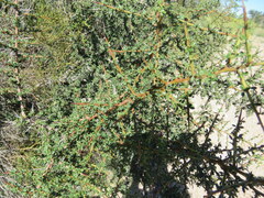 Condalia microphylla, photograph author not stated, no rights reserved