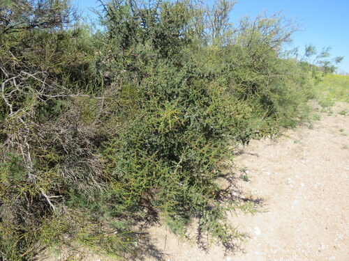Condalia microphylla, photograph 2