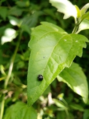 Araneus nox