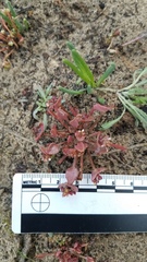 Claytonia rubra