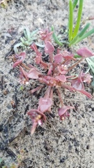 Claytonia rubra