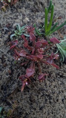 Claytonia rubra
