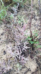 Castilleja affinis affinis