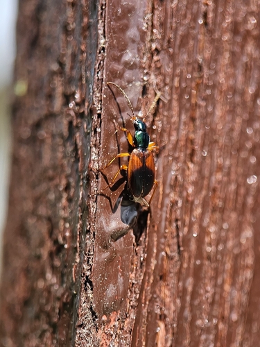 Anchomenus dorsalis