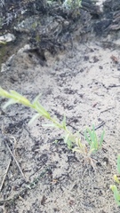 Cryptantha leiocarpa