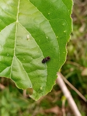 Agrilinae