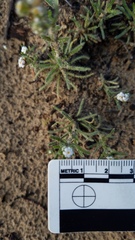 Cryptantha leiocarpa