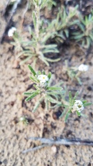 Cryptantha leiocarpa