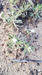 Cryptantha leiocarpa
