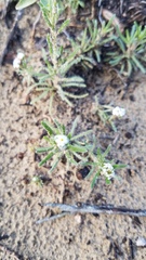 Cryptantha leiocarpa