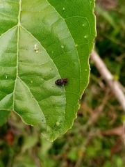 Agrilinae