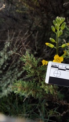 Erysimum suffrutescens