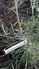 Erysimum suffrutescens