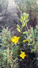 Erysimum suffrutescens