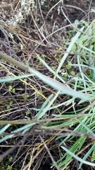 Erysimum suffrutescens