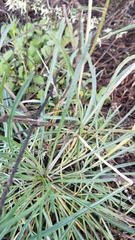 Erysimum suffrutescens