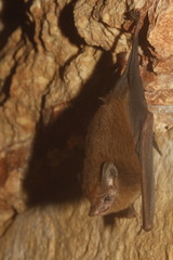 Peropteryx macrotis