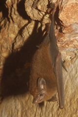 Peropteryx macrotis