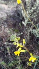 Erysimum suffrutescens