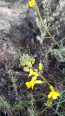 Erysimum suffrutescens