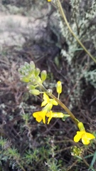 Erysimum suffrutescens