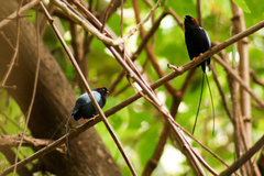 Chiroxiphia linearis