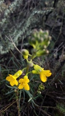 Erysimum suffrutescens