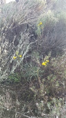 Erysimum suffrutescens