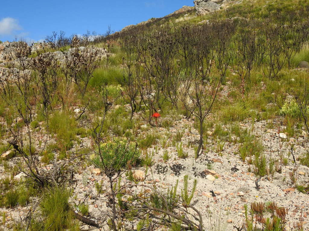 Brunsvigia marginata, Jeep Track to some weather stations, Franschhoek, WC