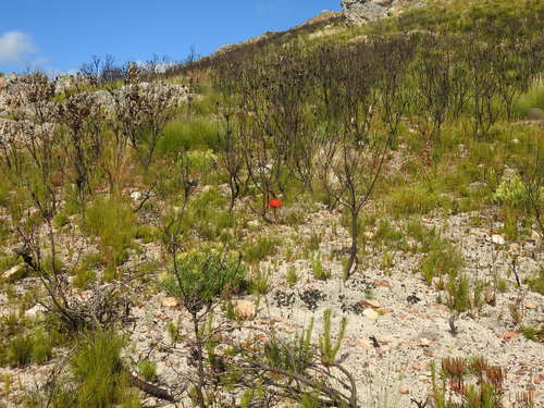 Brunsvigia marginata