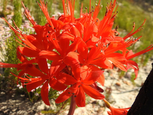 Brunsvigia marginata