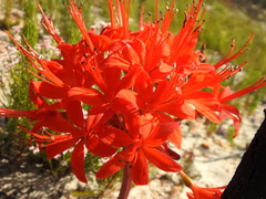 Brunsvigia marginata