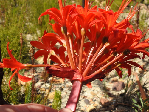 Brunsvigia marginata