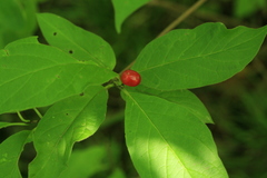 Lonicera glehnii