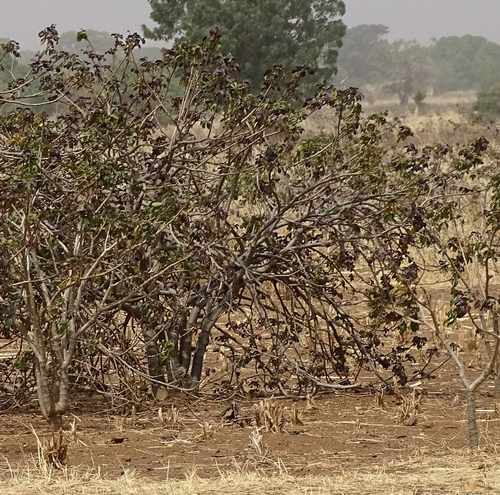 Bellyache Bush