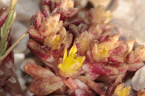 Sedum litoreum, photograph 5