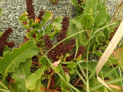 Rumex frutescens