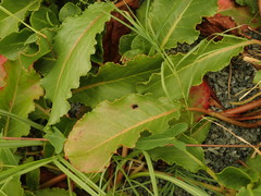 Rumex frutescens