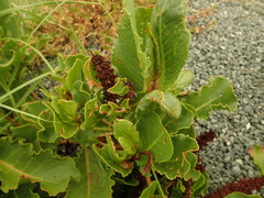 Rumex frutescens
