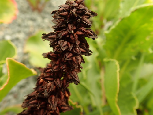 wedgeleaf dock (Rumex frutescens)