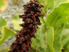 Rumex frutescens